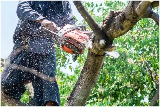 tree services Wausau